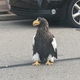 Kody photographed on Pennsylvania Avenue in Pittsburgh earlier this week.